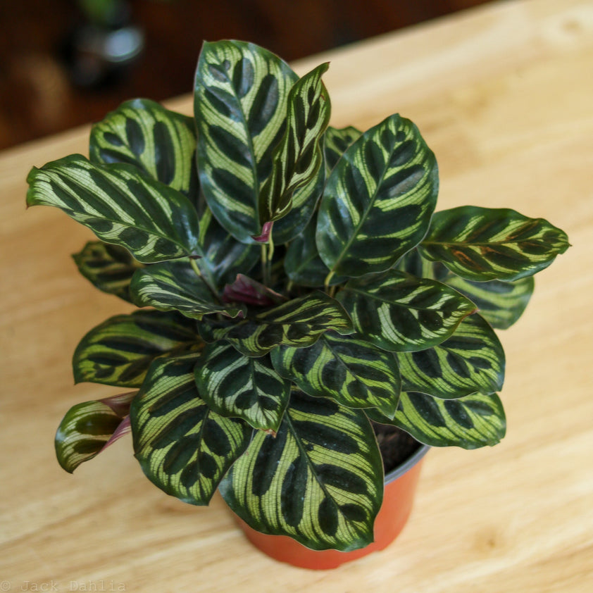 Buy Calathea Makoyana 'Peacock Plant' Online – Ed's Plant Shop