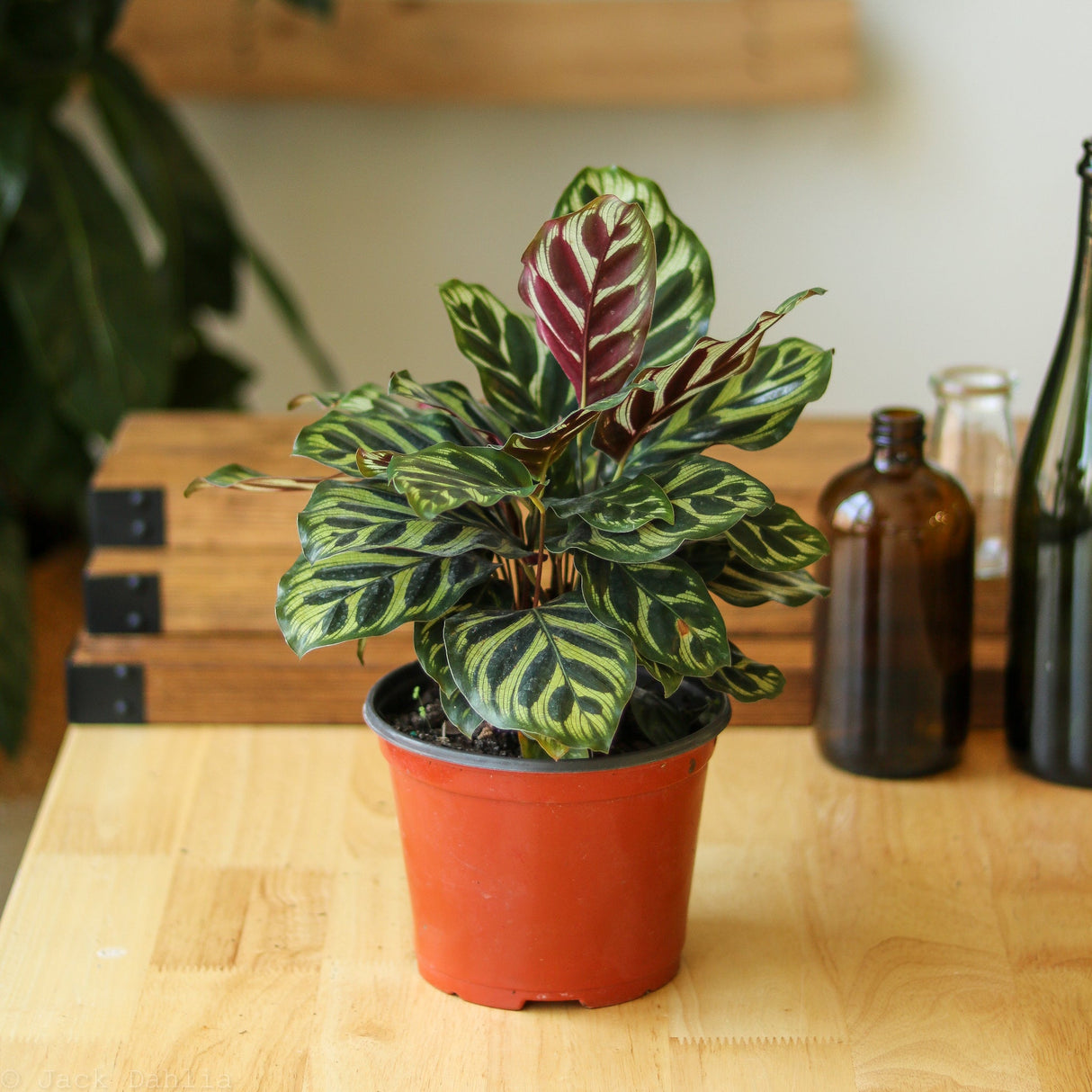 Calathea makoyana - 'Peacock Plant' - Ed's Plant Shop