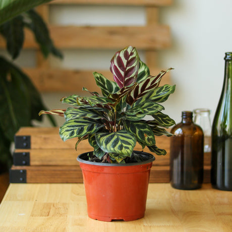 Calathea makoyana - 'Peacock Plant' - Ed's Plant Shop