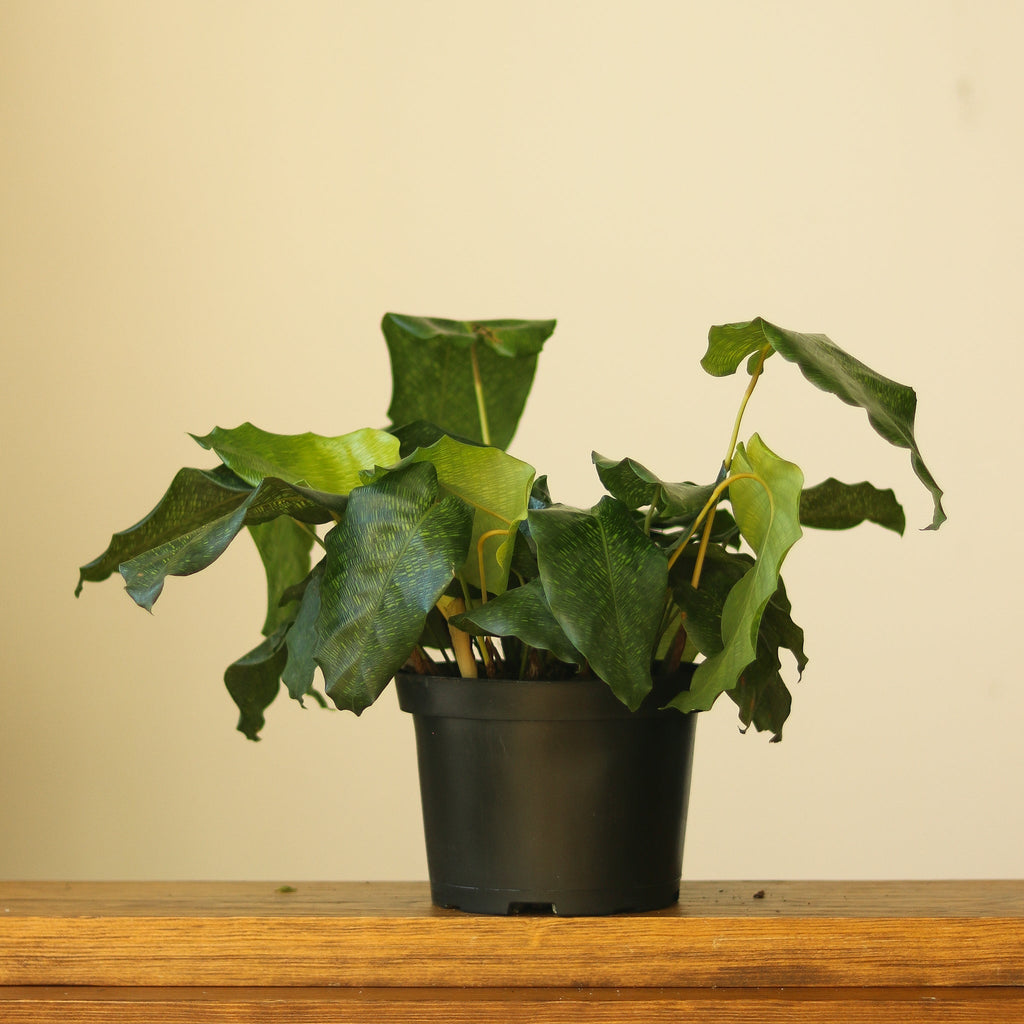 Calathea musaica ‘Network’ - Ed's Plant Shop