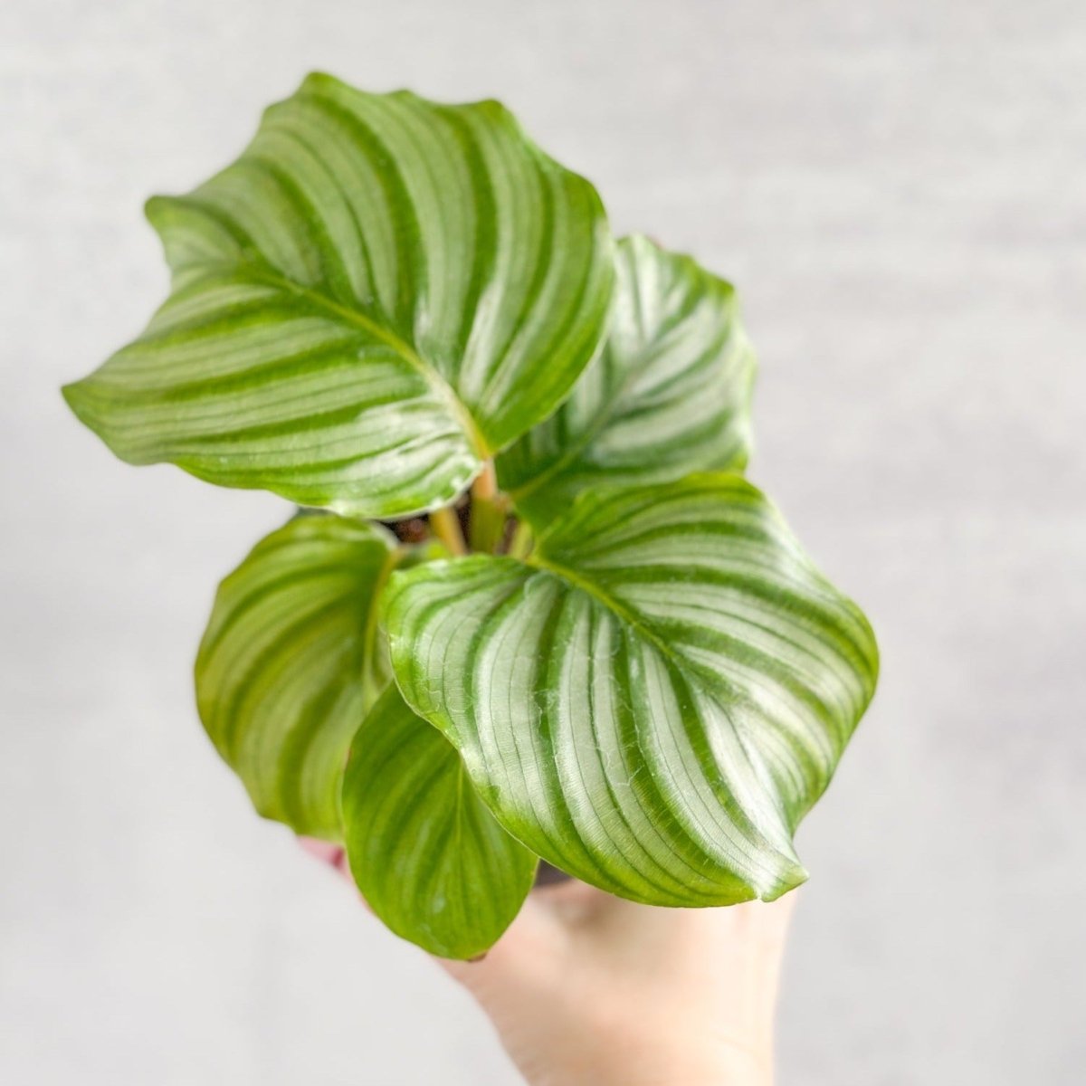 Calathea orbifolia - Striped Peacock Plant - Ed's Plant Shop