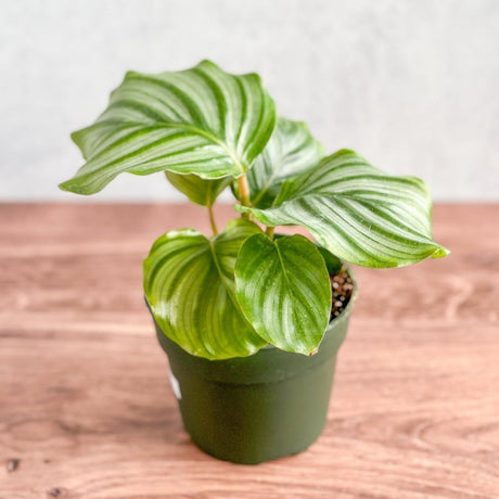 Calathea orbifolia - Striped Peacock Plant - Ed's Plant Shop