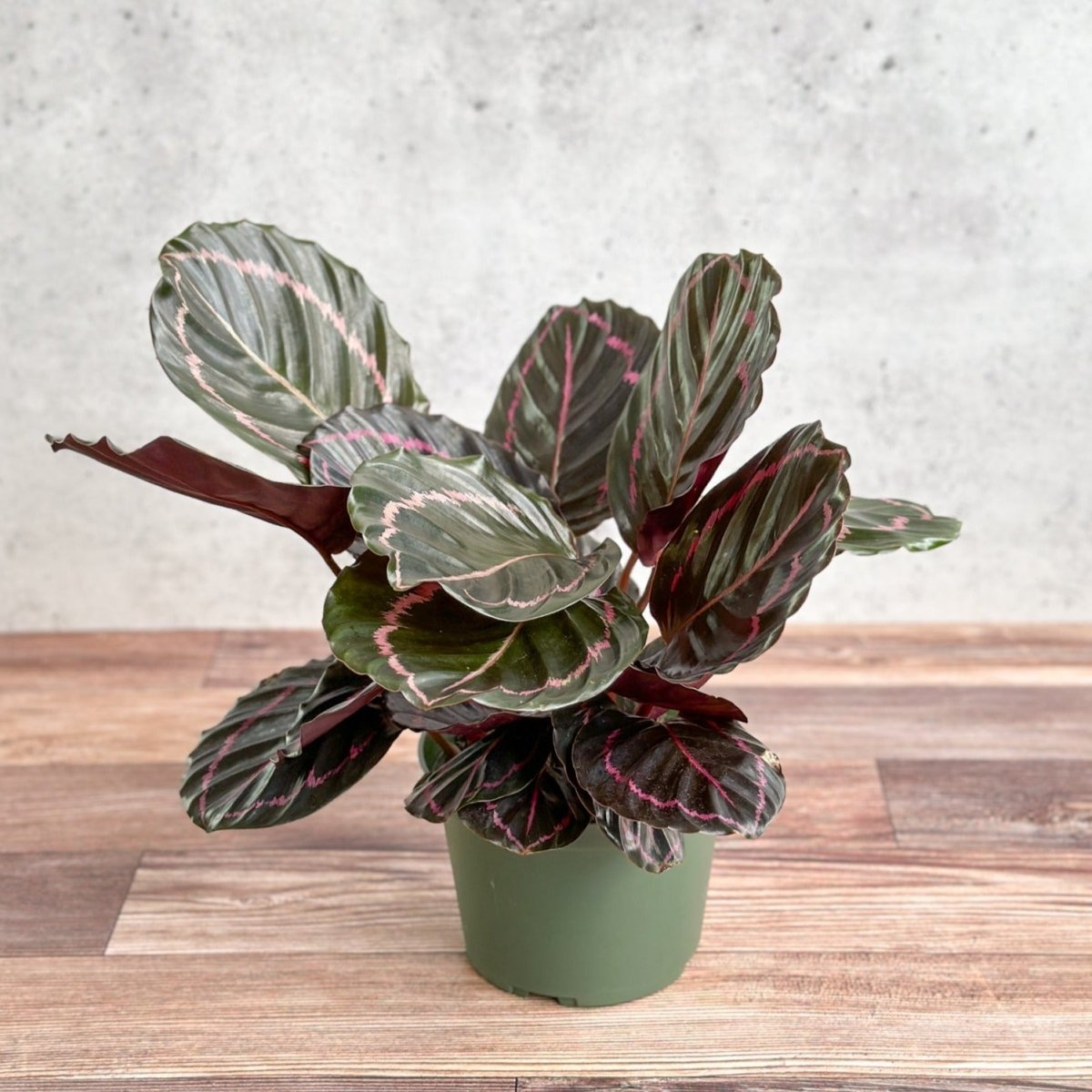 Calathea Roseopicta 'Dottie' Drama Queen - Ed's Plant Shop