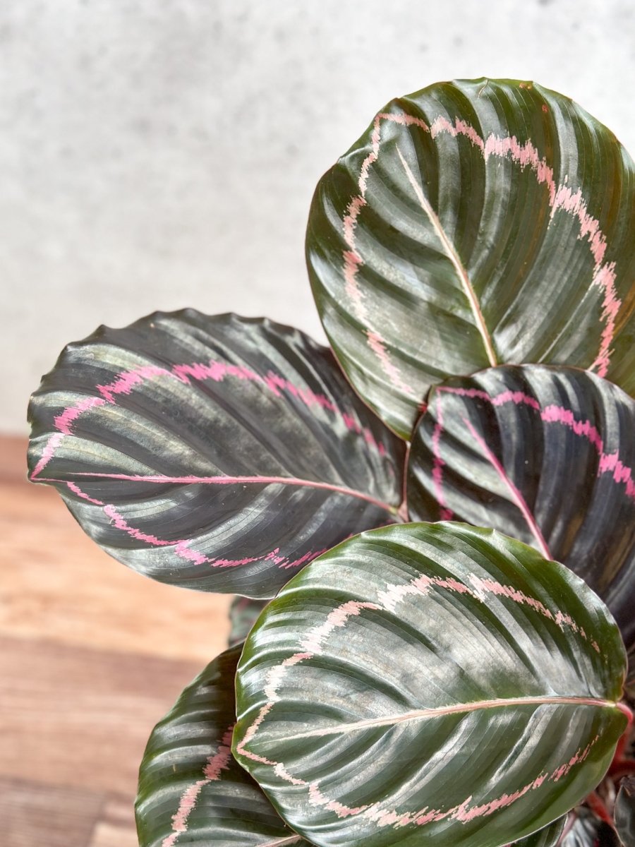 Calathea Roseopicta 'Dottie' Drama Queen - Ed's Plant Shop