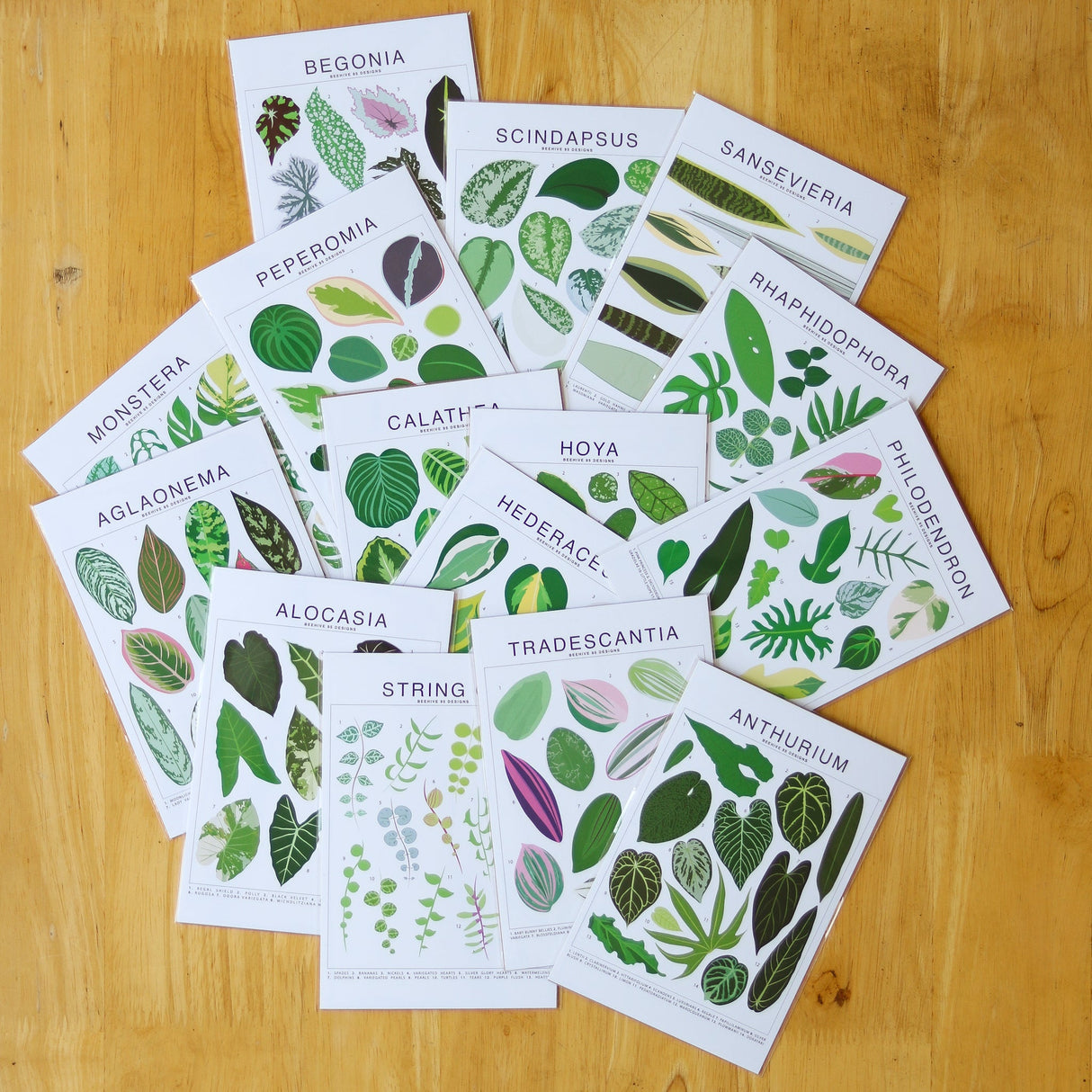 Calathea Species ID Chart - Botanical Houseplant Art Print - Ed's Plant Shop