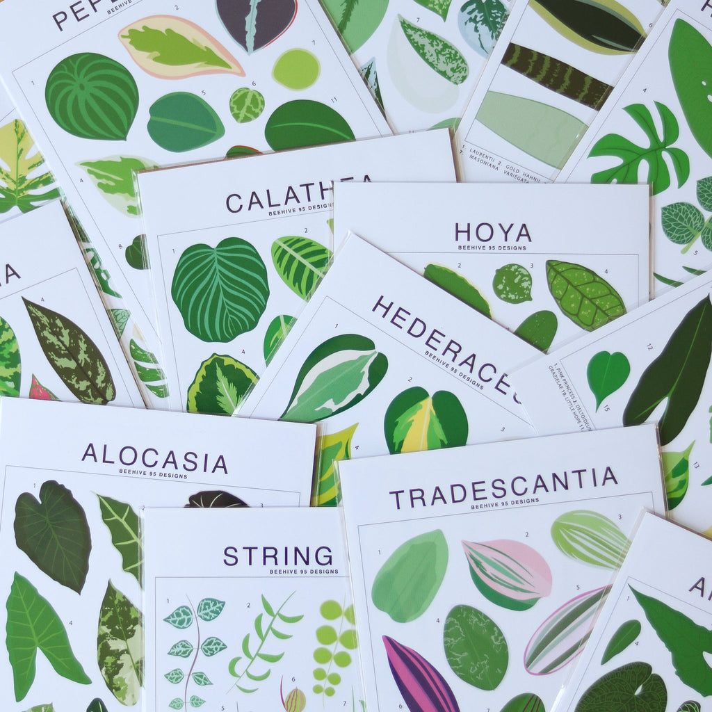 Calathea Species ID Chart - Botanical Houseplant Art Print - Ed's Plant Shop
