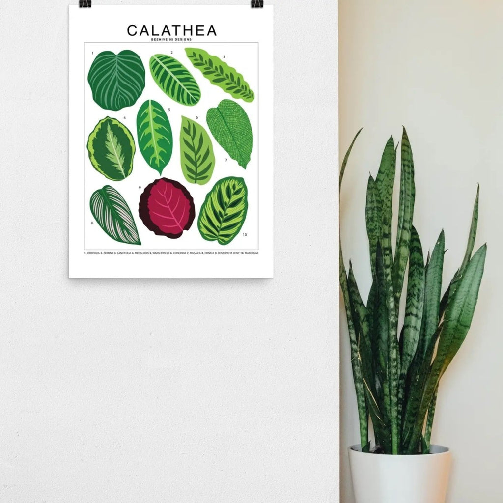 Calathea Species ID Chart - Botanical Houseplant Art Print - Ed's Plant Shop