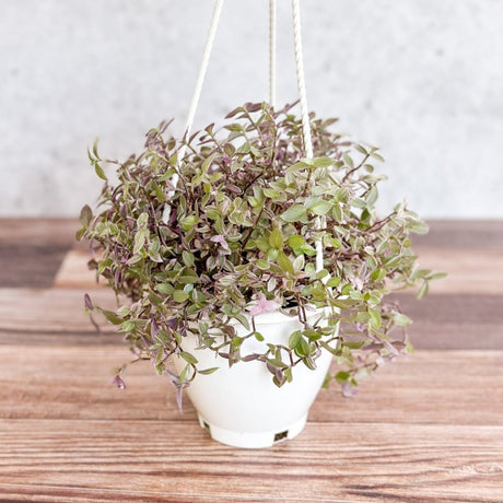 Callisia Repens ‘Pink Passion’ - Turtle Vine Hanging Basket - Ed's Plant Shop