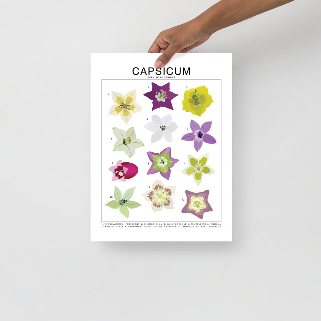 Capsicum (Pepper) Species ID Chart - Botanical Art Print 8x10 - Ed's Plant Shop