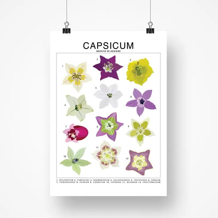 Capsicum (Pepper) Species ID Chart - Botanical Art Print 8x10 - Ed's Plant Shop