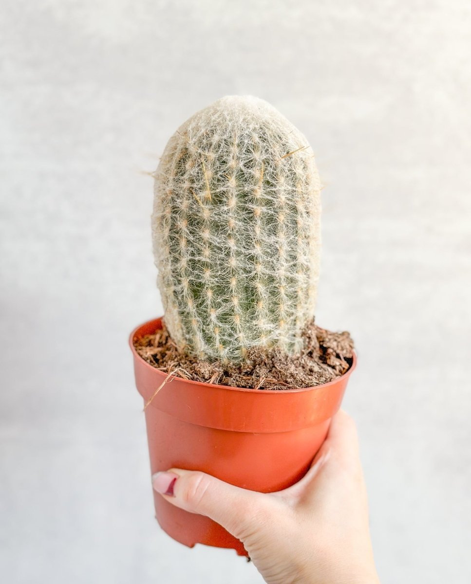 Cephalocereus senilis - Old Man Cacti - Ed's Plant Shop