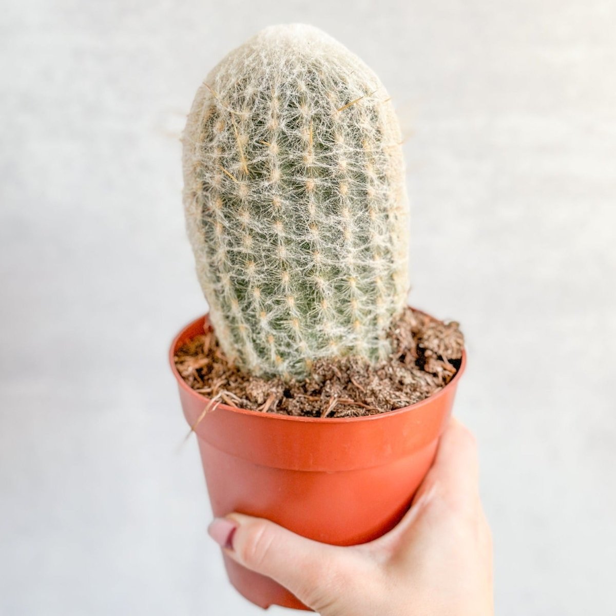 Cephalocereus senilis - Old Man Cacti - Ed's Plant Shop