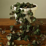 Ceropegia Woodii - String of Hearts - Ed's Plant Shop