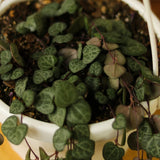 Ceropegia Woodii - String of Hearts - Ed's Plant Shop