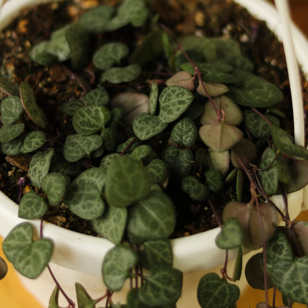 Ceropegia Woodii - String of Hearts - Ed's Plant Shop