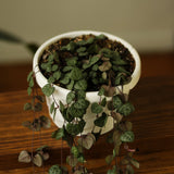 Ceropegia Woodii - String of Hearts - Ed's Plant Shop