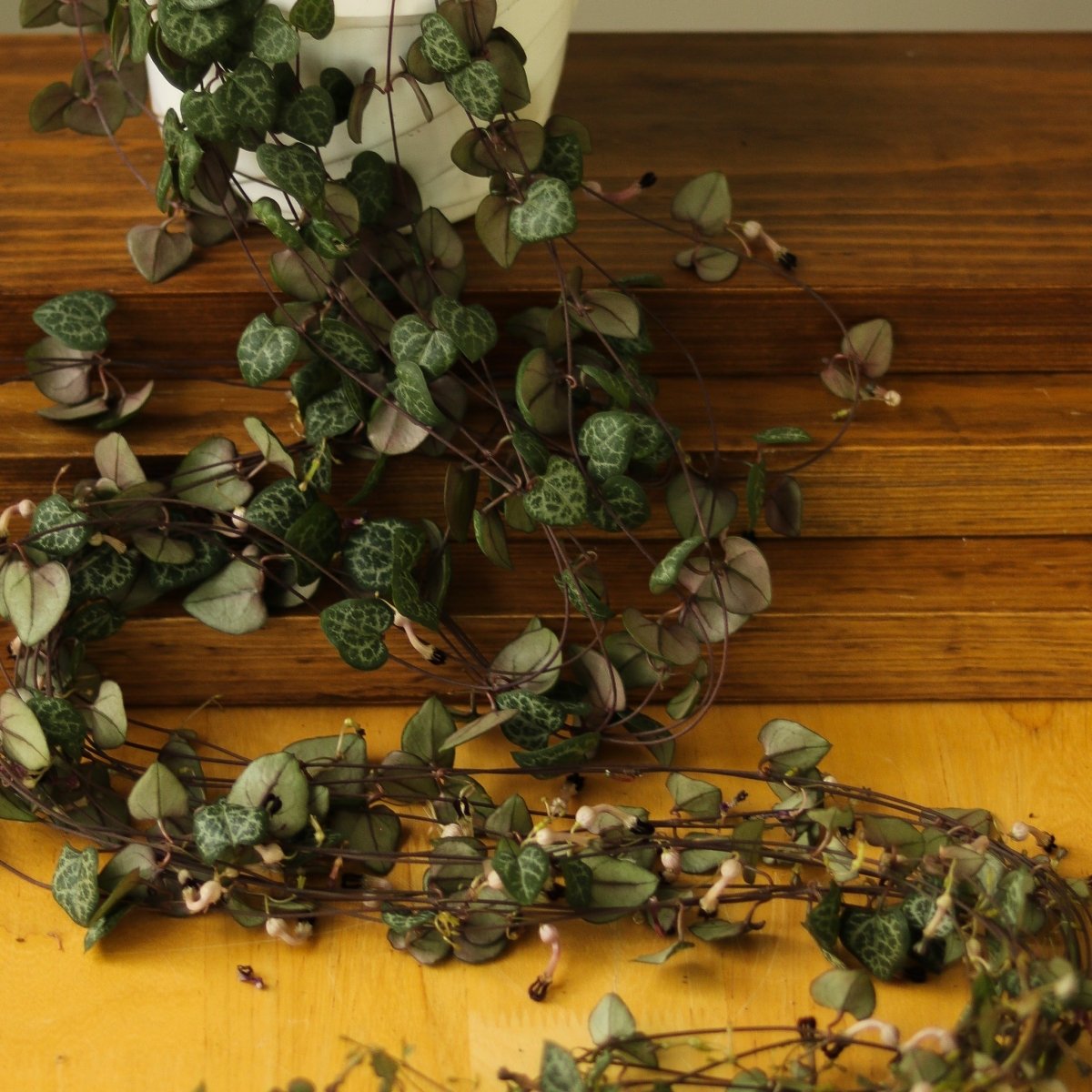 Ceropegia Woodii - String of Hearts - Ed's Plant Shop