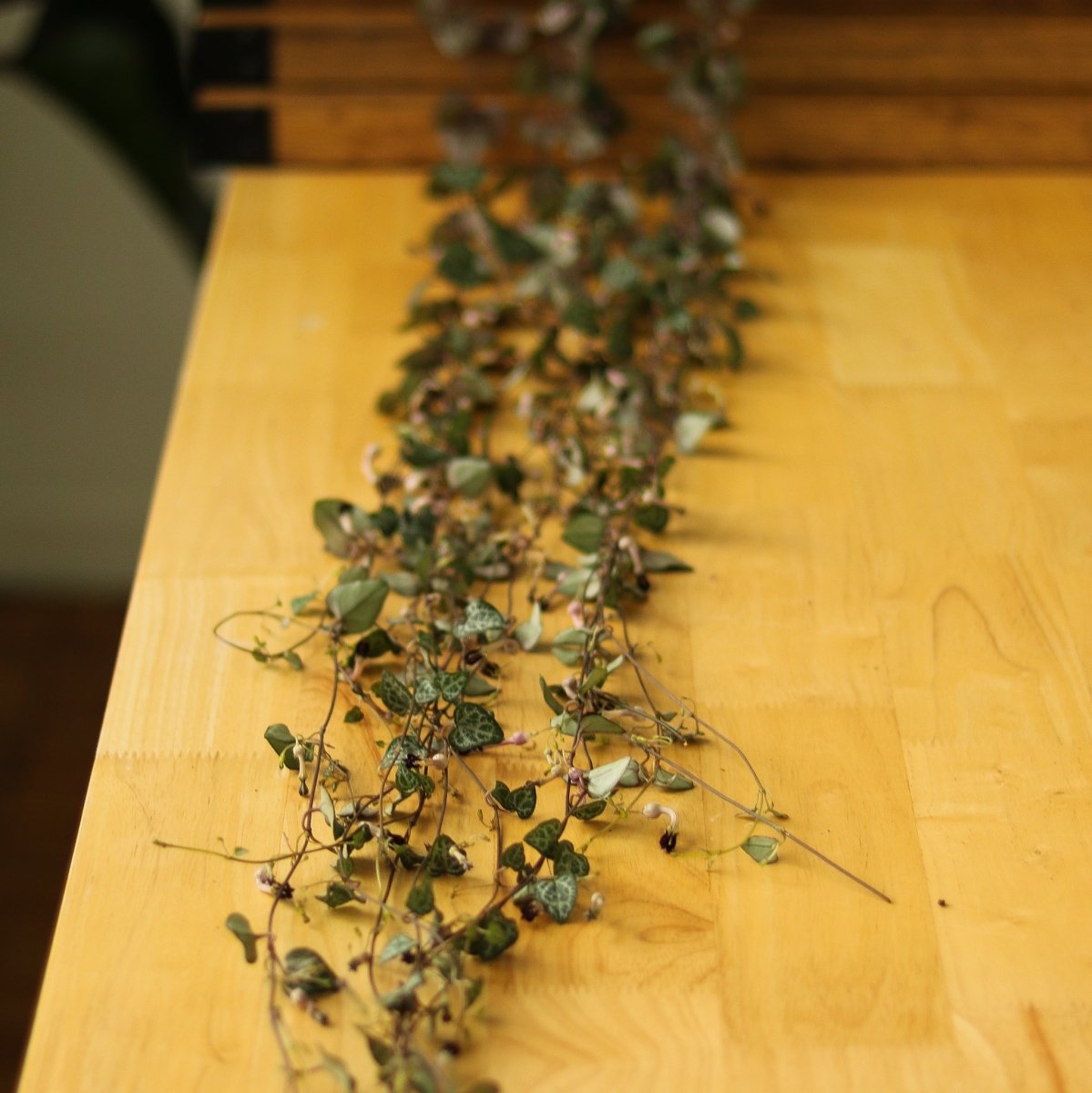Ceropegia Woodii - String of Hearts - Ed's Plant Shop