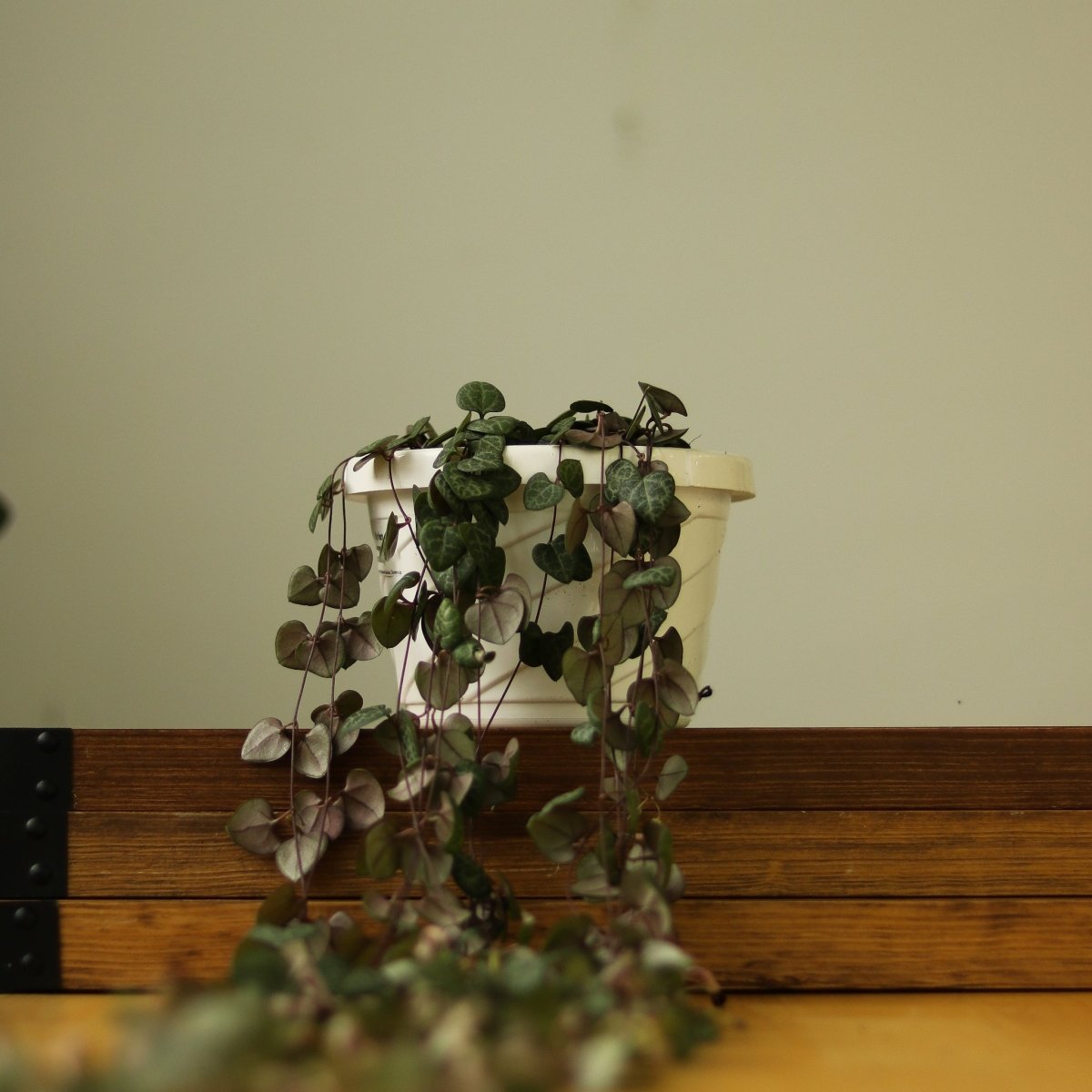 Ceropegia Woodii - String of Hearts - Ed's Plant Shop