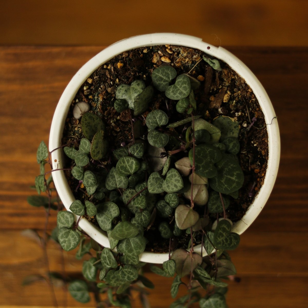 Ceropegia Woodii - String of Hearts - Ed's Plant Shop