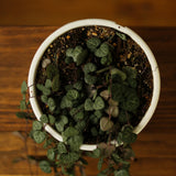 Ceropegia Woodii - String of Hearts - Ed's Plant Shop