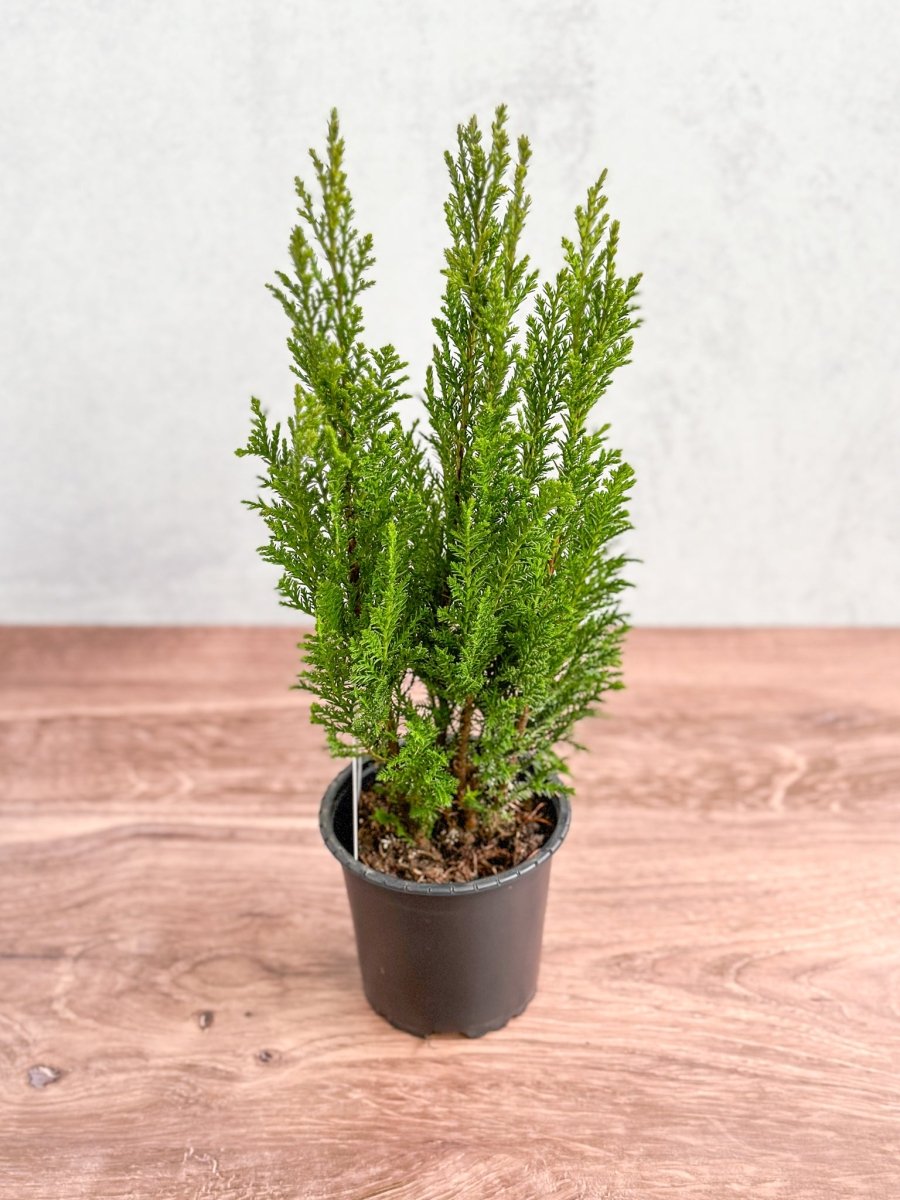 Chamaecyparis Lawsoniana ‘Elwoodii’ - False Cypress - Ed's Plant Shop