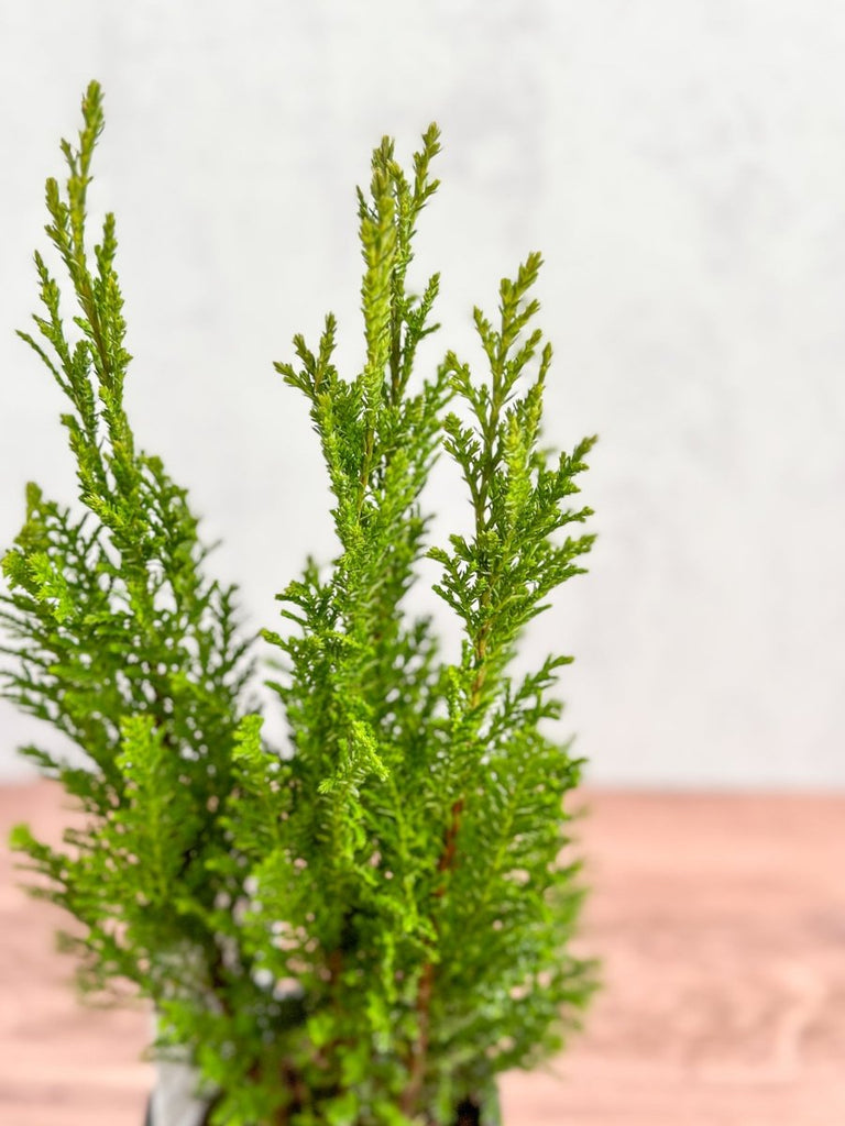 Chamaecyparis Lawsoniana ‘Elwoodii’ - False Cypress - Ed's Plant Shop