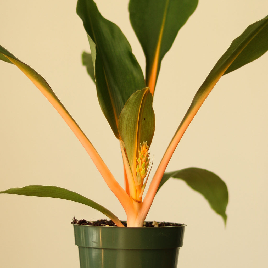 Chlorophytum orchidastrum 'Fire Flash' - Ed's Plant Shop