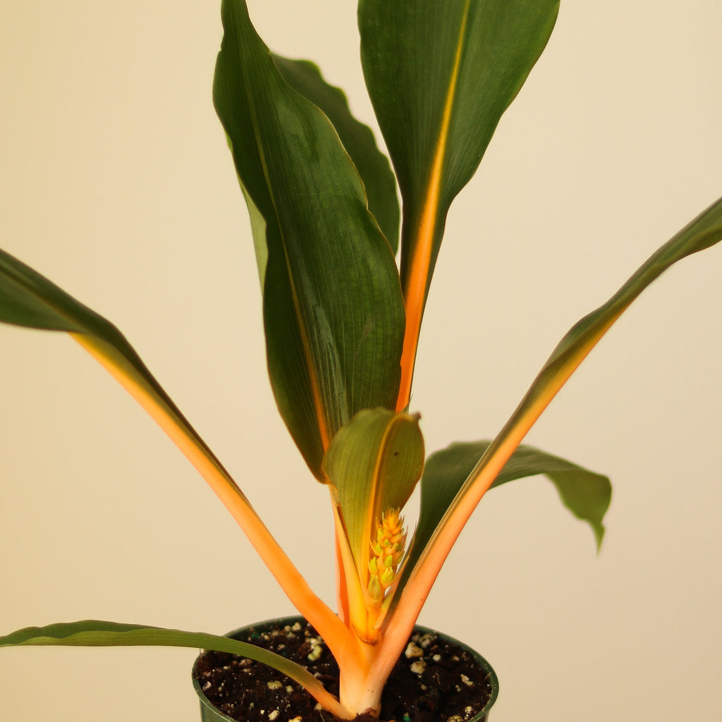 Chlorophytum orchidastrum 'Fire Flash' - Ed's Plant Shop