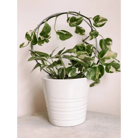 Circle Houseplant Trellis - Ed's Plant Shop