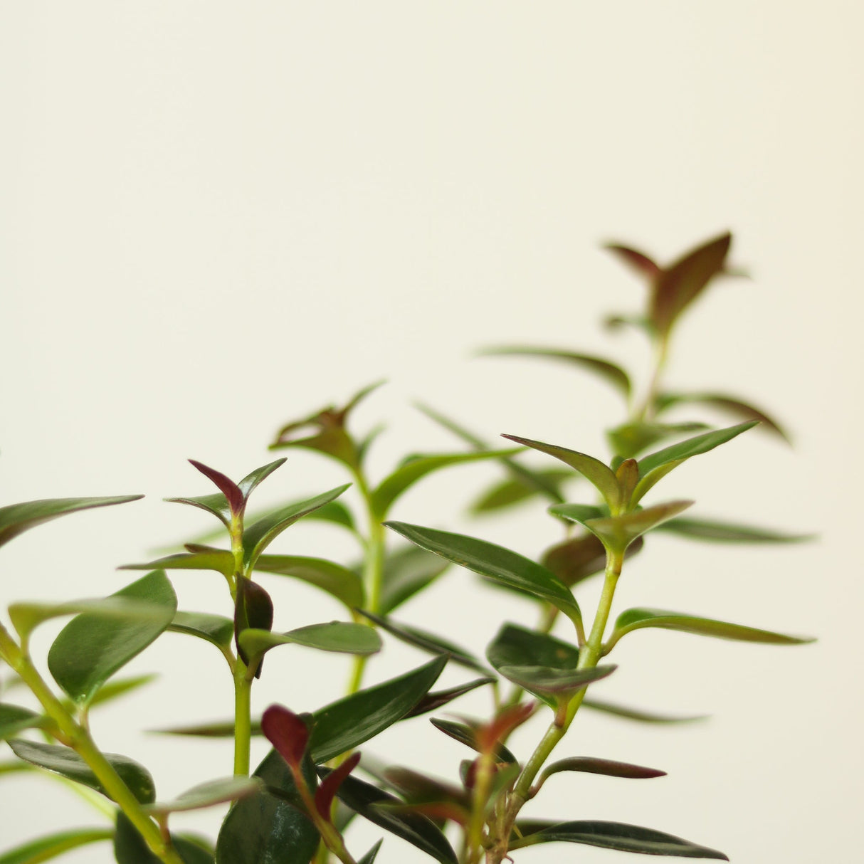 Columnea Gloriosa 'Goldfish Plant' - Ed's Plant Shop