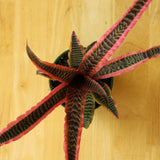 Cryptanthus Bivittatus 'Elaine' - Ed's Plant Shop