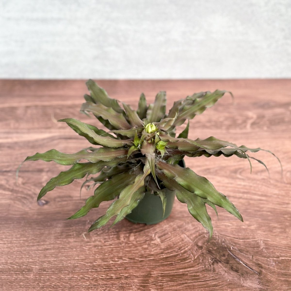 Cryptanthus Bivittatus 'Mochachino' - Mochachino Earth Star - Ed's Plant Shop