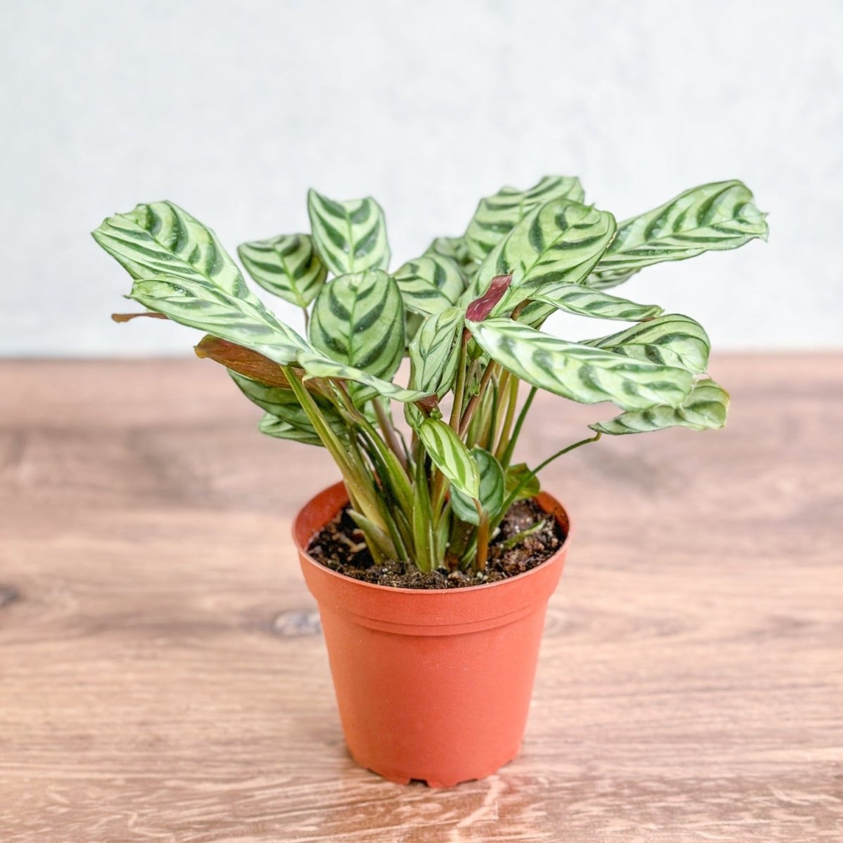 Ctenanthe Burle-Marxii ‘Fishbone Prayer Plant’ - Ed's Plant Shop