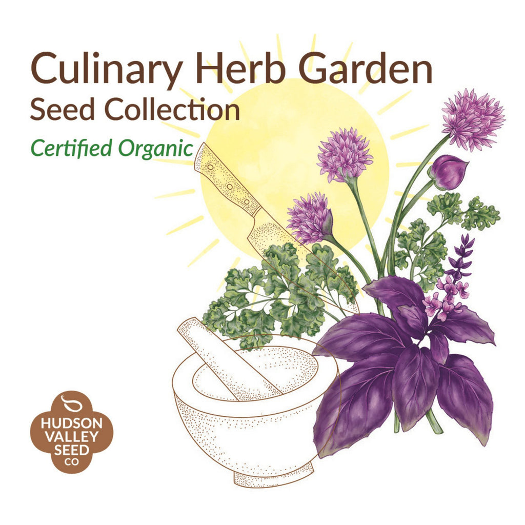 Culinary Herb Garden Gift Box 6-Pack - Hudson Valley Seed Company