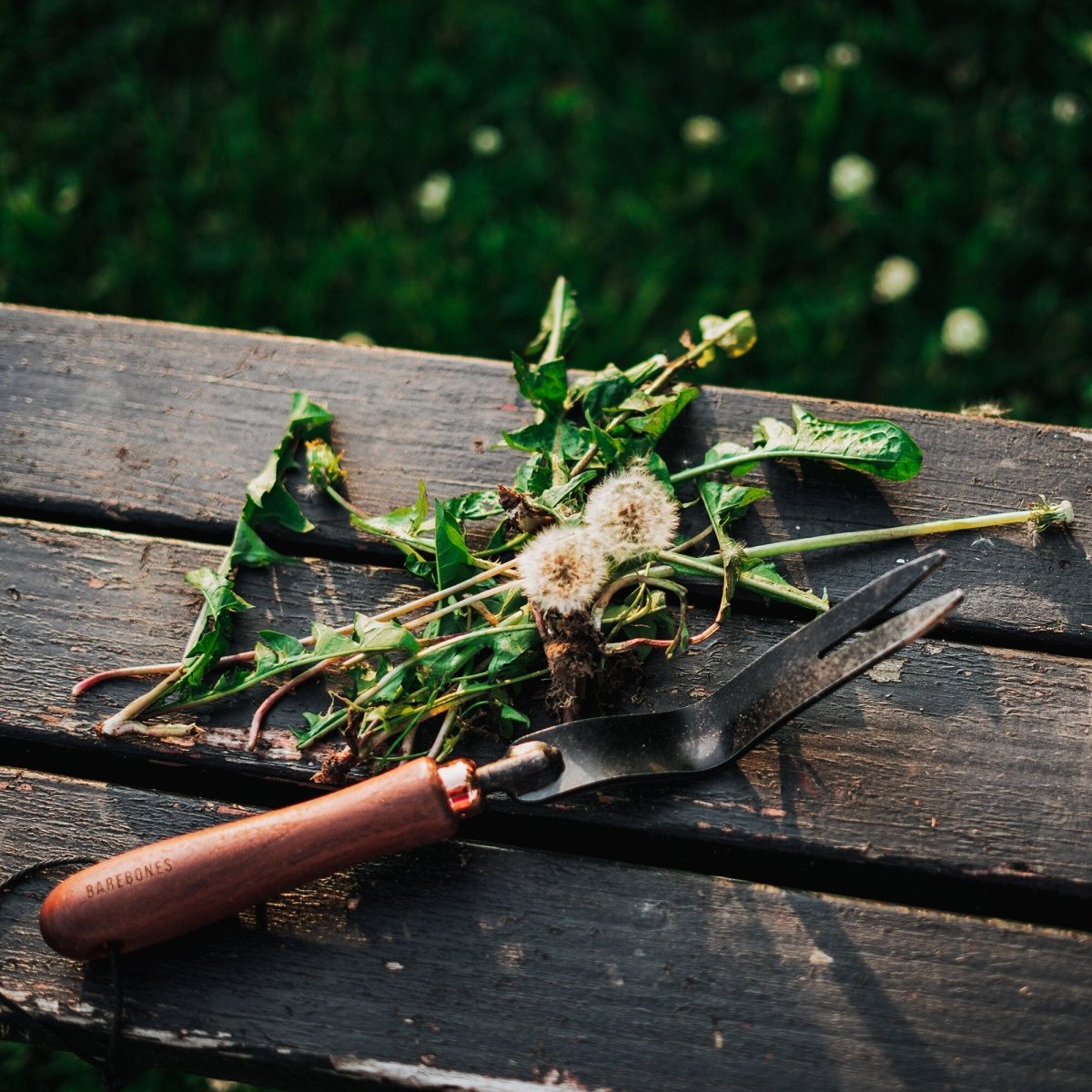 Dandelion Weeding Fork - Ed's Plant Shop