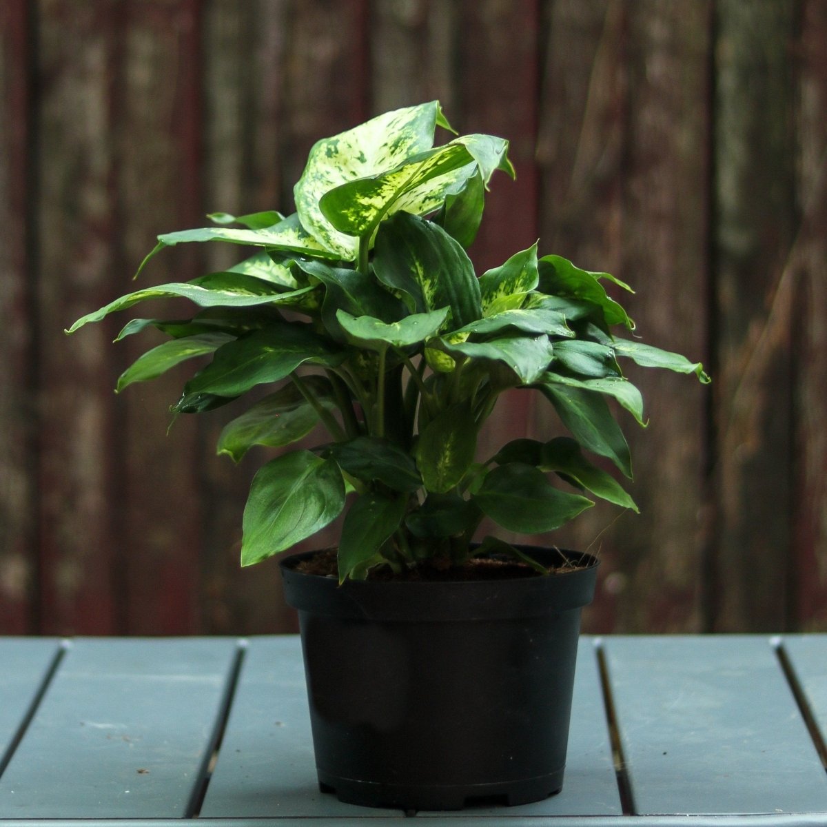 dieffenbachia 'maroba' dumb cane 6'' Nursery Pot