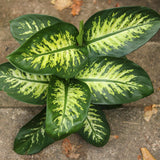 Dieffenbachia 'Dumb Cane' - Ed's Plant Shop