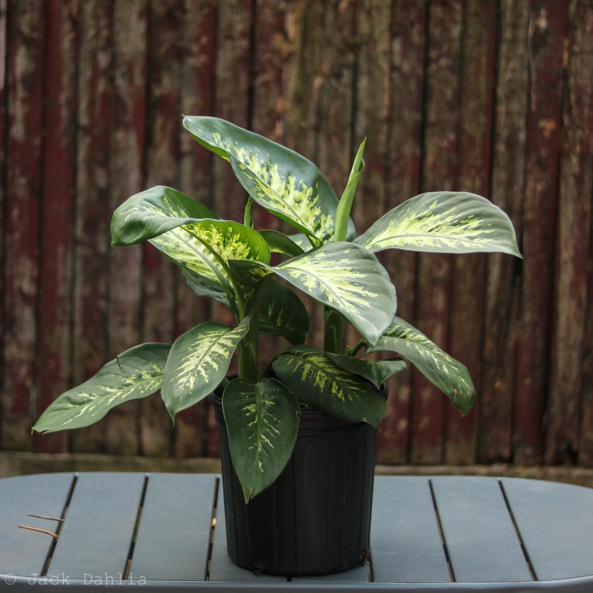 Dieffenbachia 'Dumb Cane' - Ed's Plant Shop