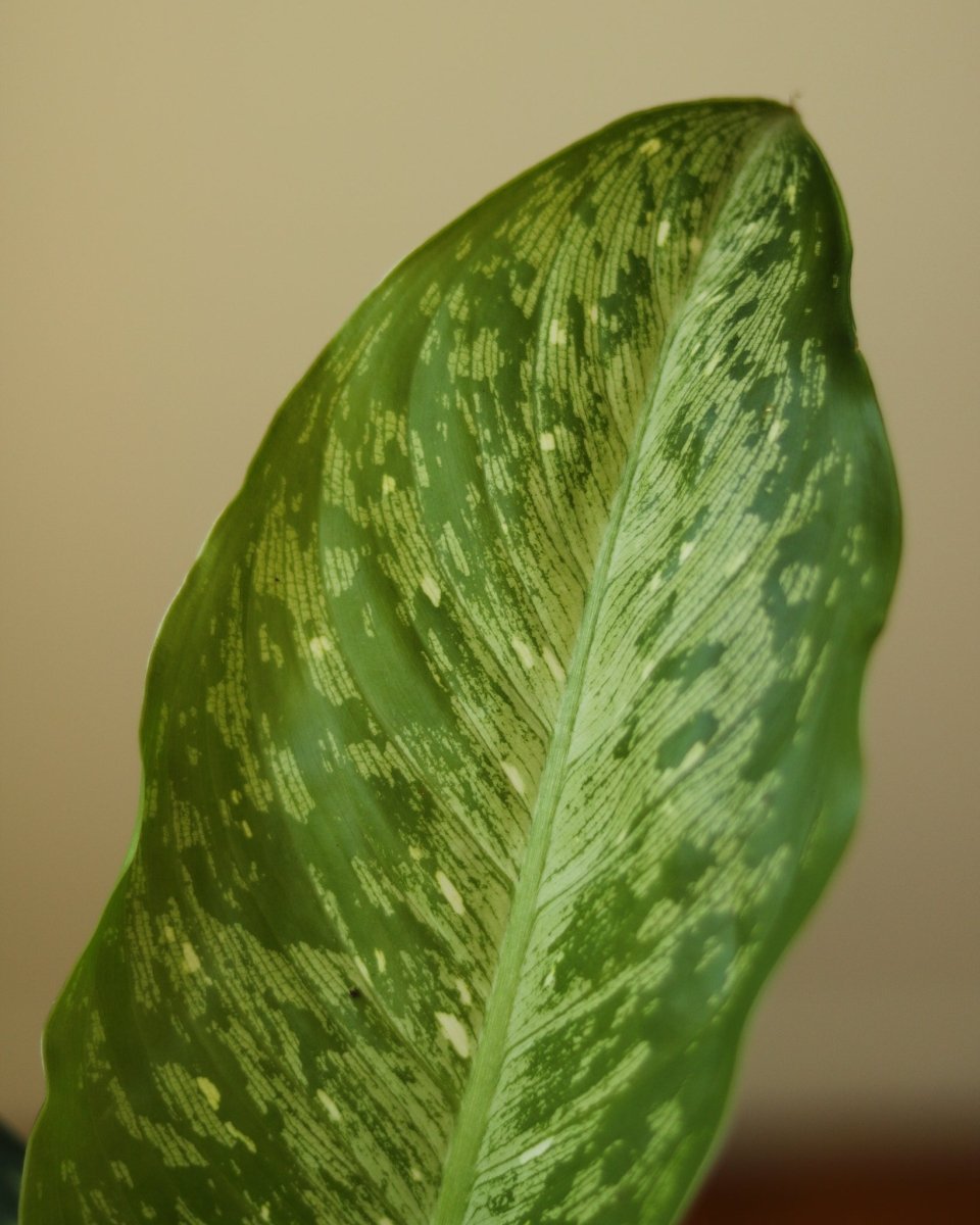 Dieffenbachia Maculata ‘White Etna’ - Ed's Plant Shop