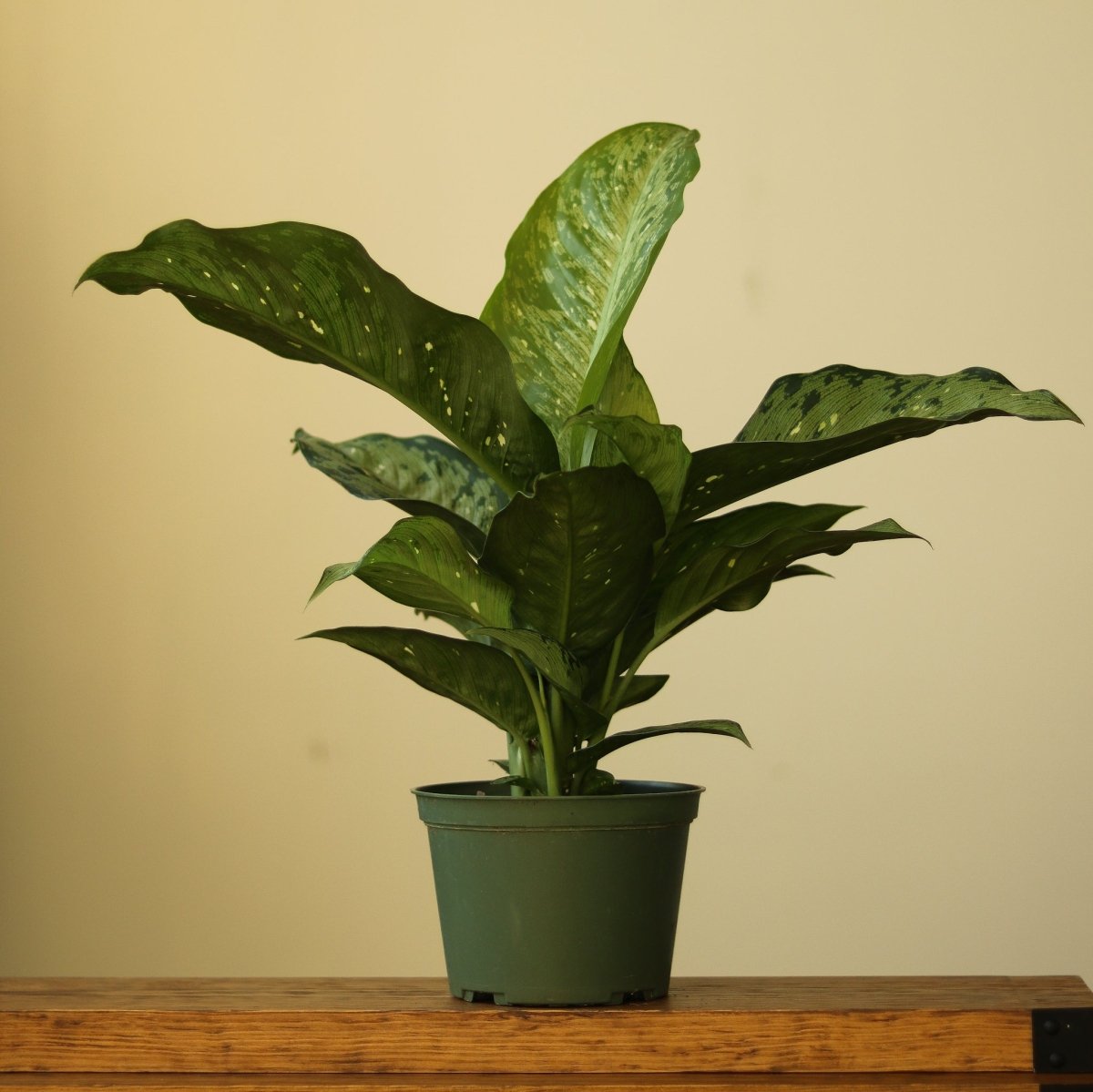 Dieffenbachia Maculata ‘White Etna’ - Ed's Plant Shop