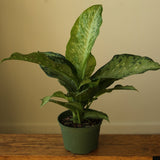 dieffenbachia bianca Dieffenbachia Maculata ‘White Etna’