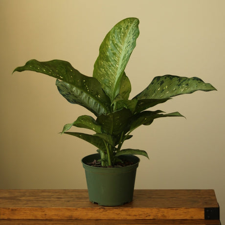 Dieffenbachia Maculata ‘White Etna’ - Ed's Plant Shop