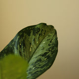 Dieffenbachia Maculata ‘White Etna’ - Ed's Plant Shop