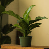 Dieffenbachia Maculata ‘White Etna’ - Ed's Plant Shop