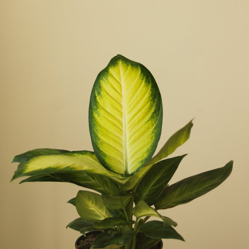 Dieffenbachia - ‘Tropic Marianne’ - Ed's Plant Shop