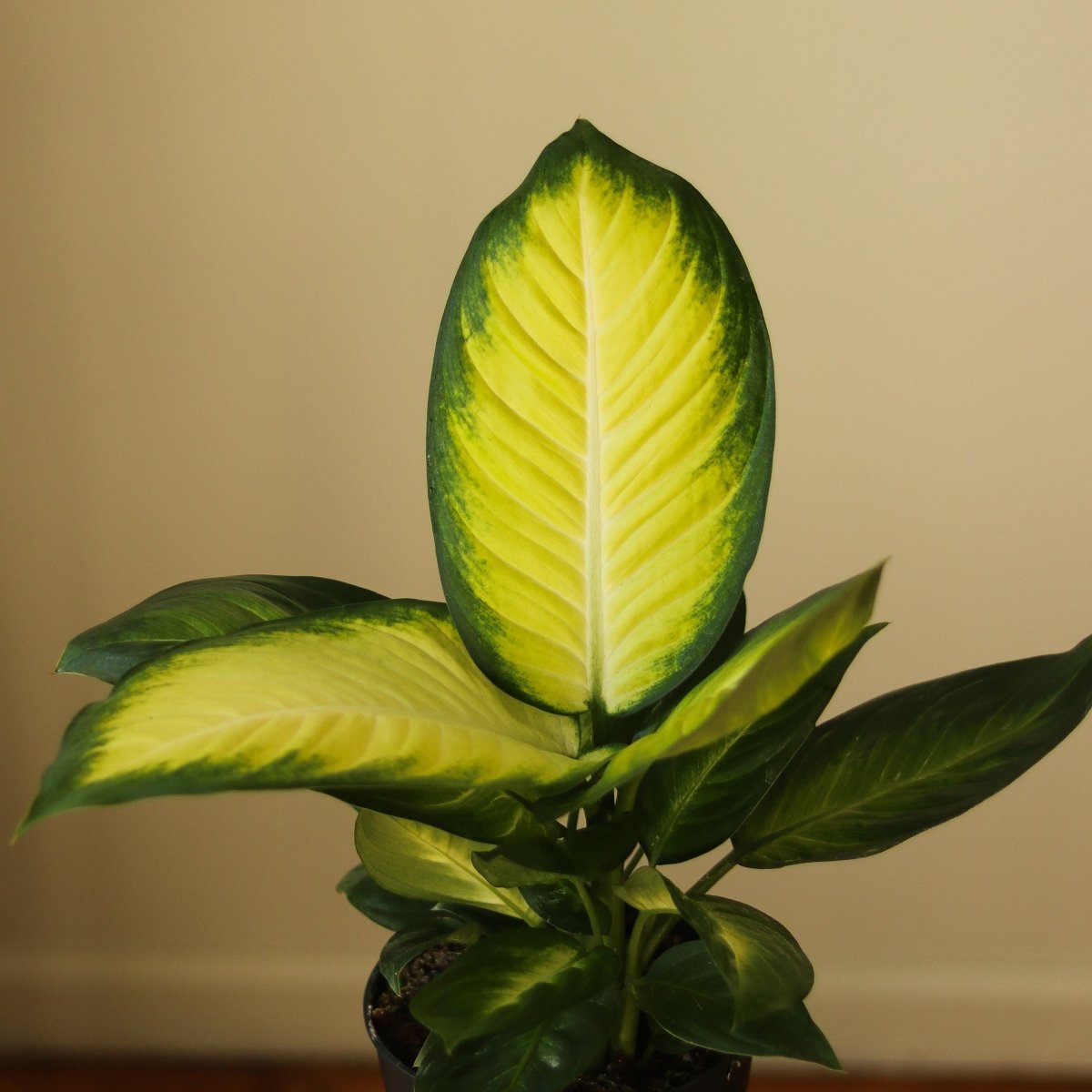 Dieffenbachia - ‘Tropic Marianne’ - Ed's Plant Shop