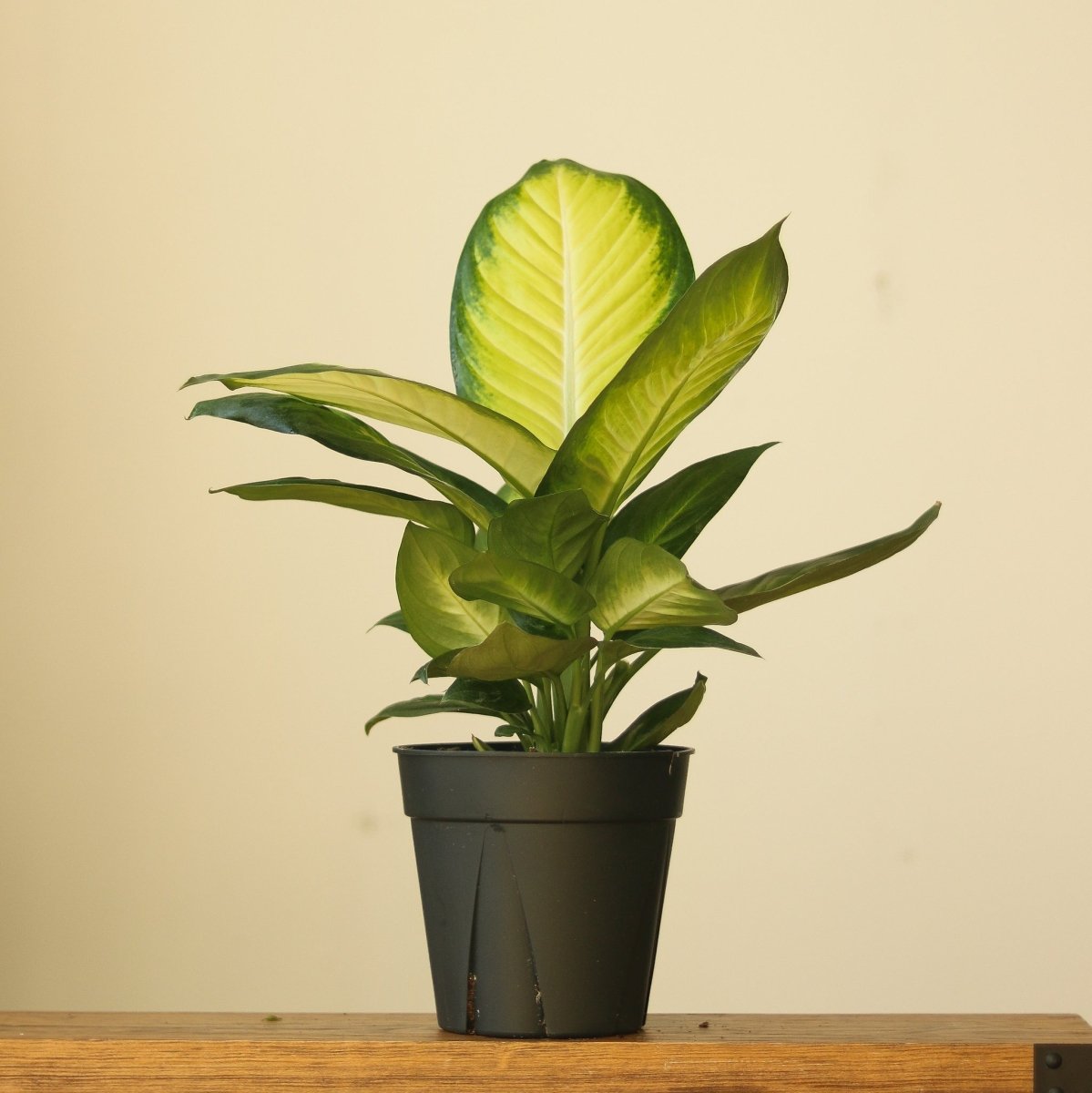 dieffenbachia marianne care Dieffenbachia 'Tropic Marianne' – Tropic Marianne Dumb Cane – Ed's Plant Shop