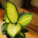 Dieffenbachia - ‘Tropic Marianne’ - Ed's Plant Shop