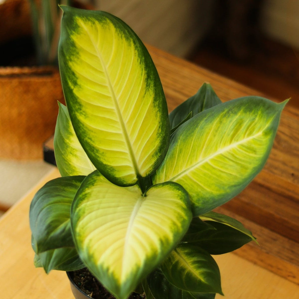 Dieffenbachia - ‘Tropic Marianne’ - Ed's Plant Shop